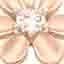 or rose